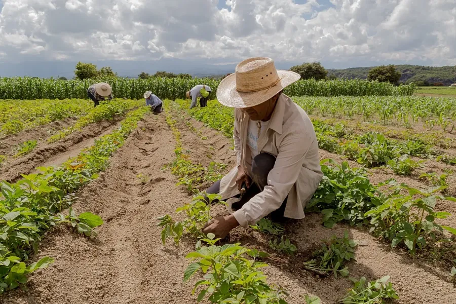 Sécurité Alimentaire Mondiale : L'ONU Alerte sur la Flambée des Coûts des Engrais et des Denrées Principales