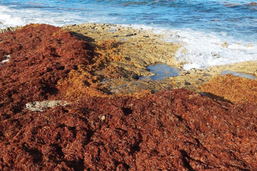 OMONDO ENVIRONNEMENT - Antilles : la menace croissante des sargasses sur l'économie et l'écosystème