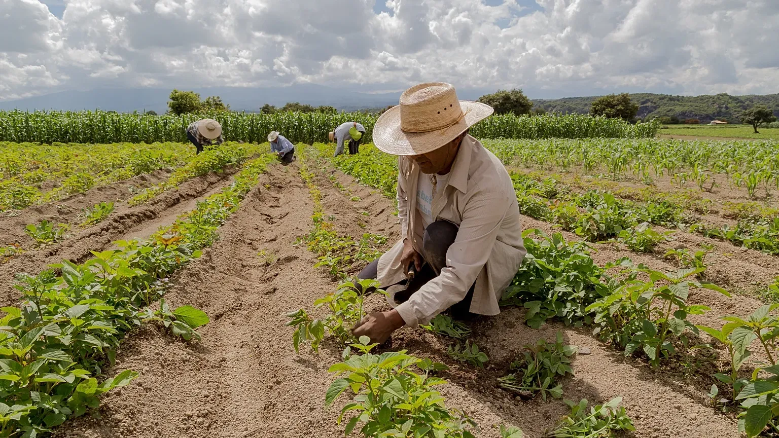 Sécurité Alimentaire Mondiale : L'ONU Alerte sur la Flambée des Coûts des Engrais et des Denrées Principales