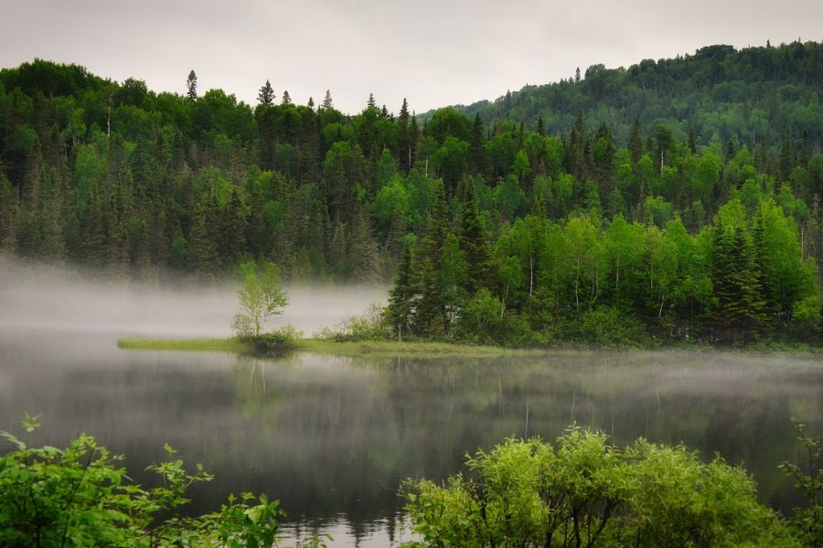 La biodiversité menacée par les conflits armés : quelles solutions pour protéger nos écosystèmes ?