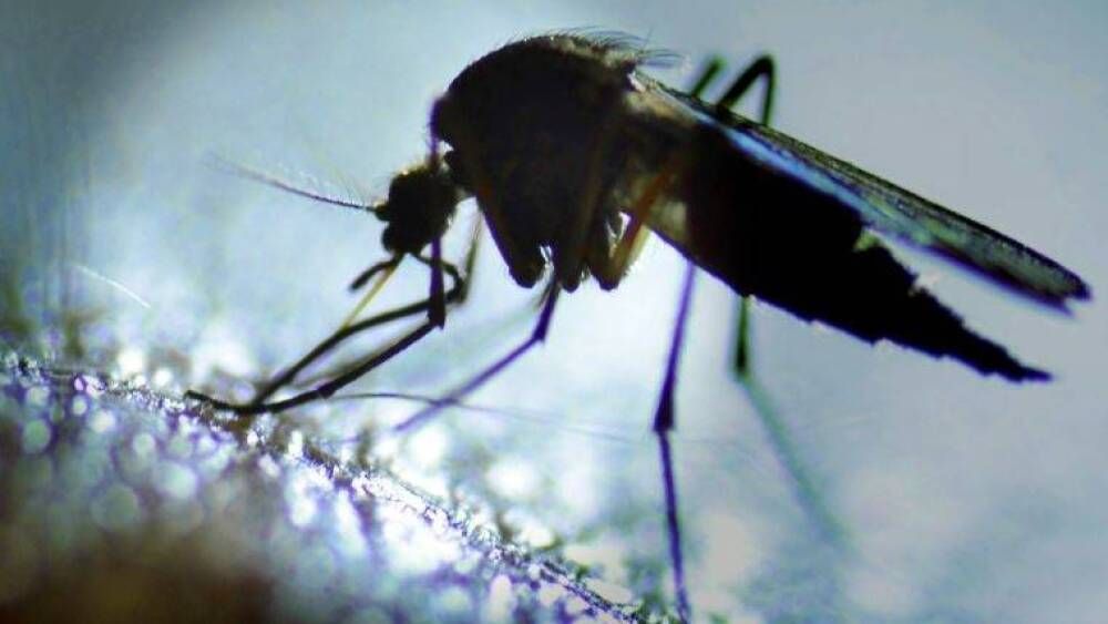 Chikungunya en Provence : 23 cas autochtones détectés, risque d’épidémie sous surveillance