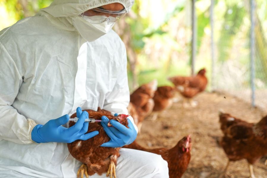 Grippe aviaire : Une mutation inquiétante détectée chez un patient américain