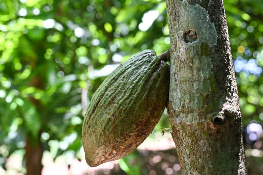 Côte d’Ivoire, hausse record du prix du cacao face à l’inflation galopante