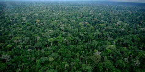 Congo : La Dernière Forêt Vierge en Afrique