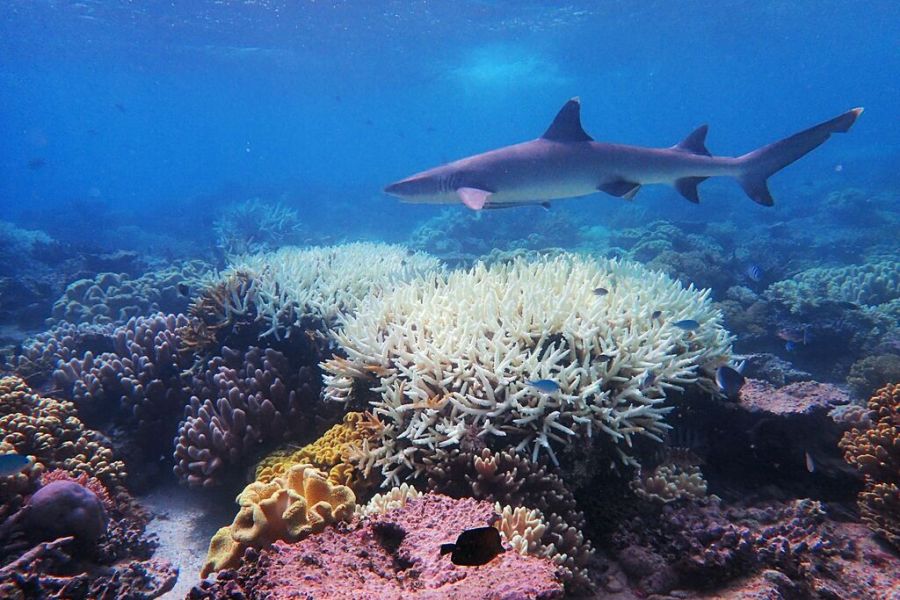 Grande Barrière de Corail : Le rapport de l'ONU entre espoir scientifique et urgence climatique