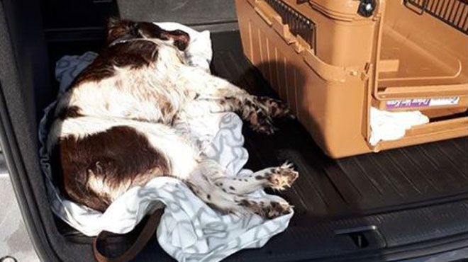 Marseille : Un Chien Meurt après avoir Ingréré des Antidépresseurs et des Bouts de Verre