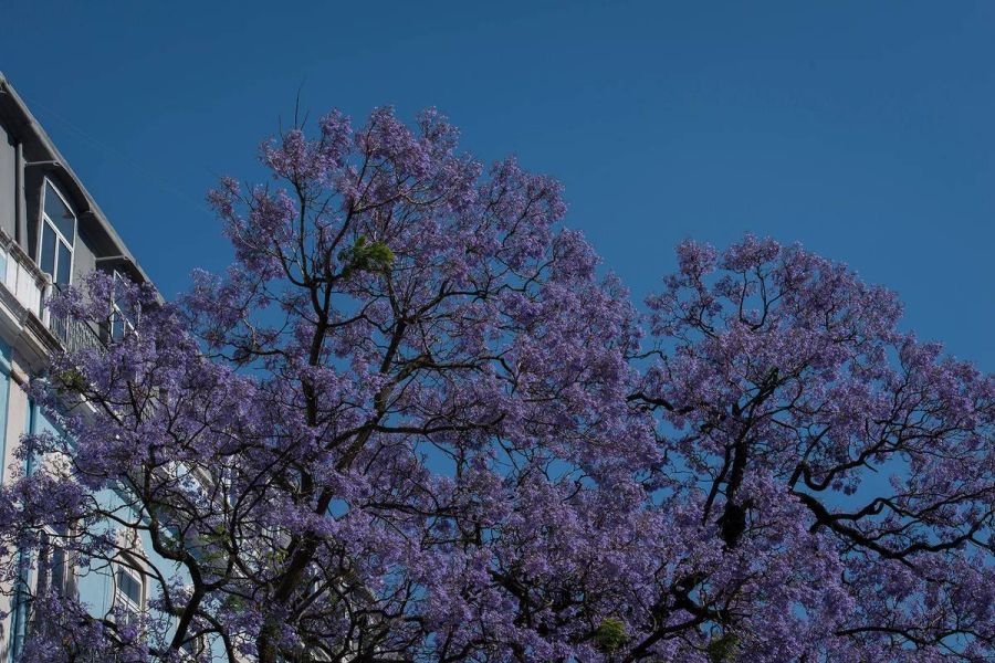 Lisbonne en colère : l’abattage des jacarandas suscite une vague de contestation écologique