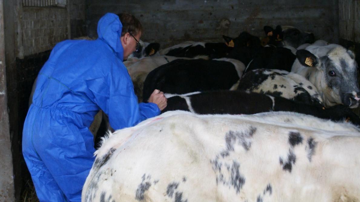 Fièvre Catarrhale Ovine : Lancement de la Campagne de Vaccination