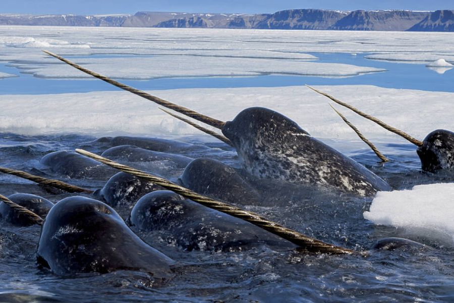 Norvège signe un accord historique pour la protection de l’océan Arctique – Un pas vers une conservation durable