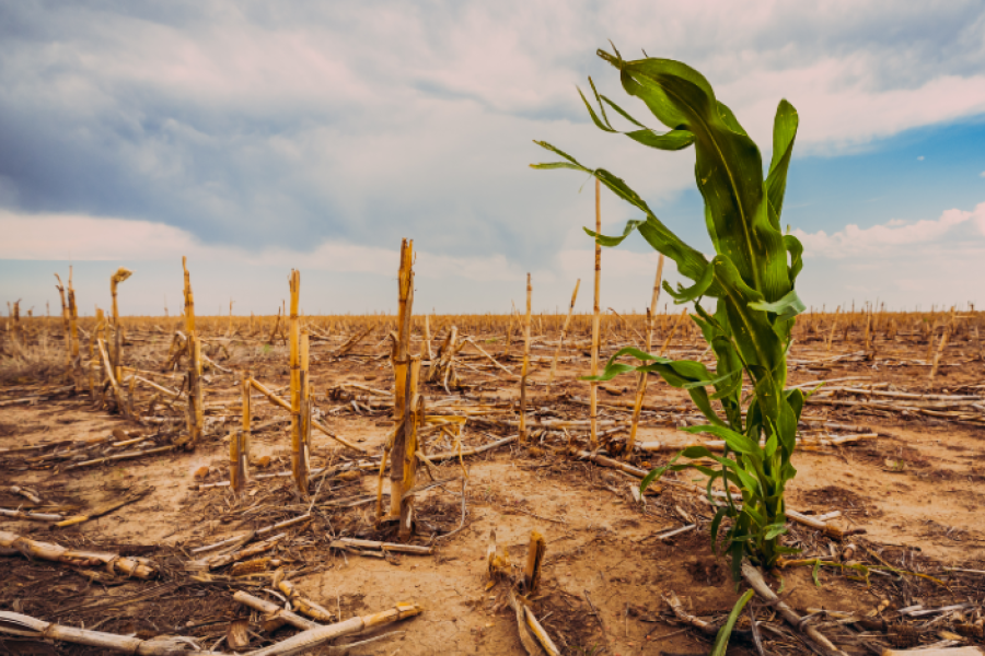 L'impact du changement climatique sur la sécurité alimentaire mondiale