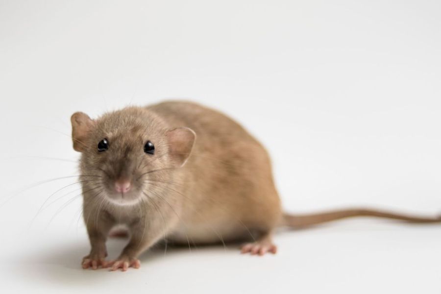 Harcèlement d'un étudiant sur une souris - Réactions et conséquences judiciaires