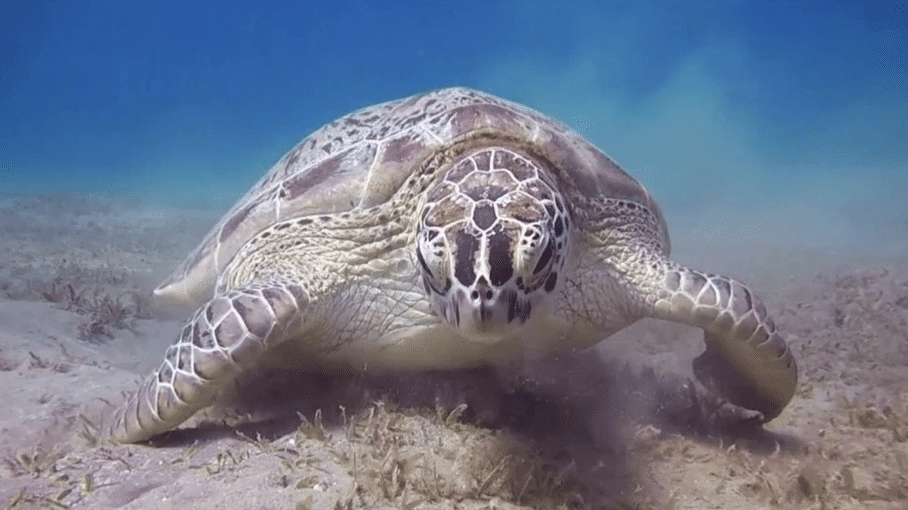 OMONDO PACIFIQUE | La Nouvelle-Zélande lance un programme ambitieux de protection des océans