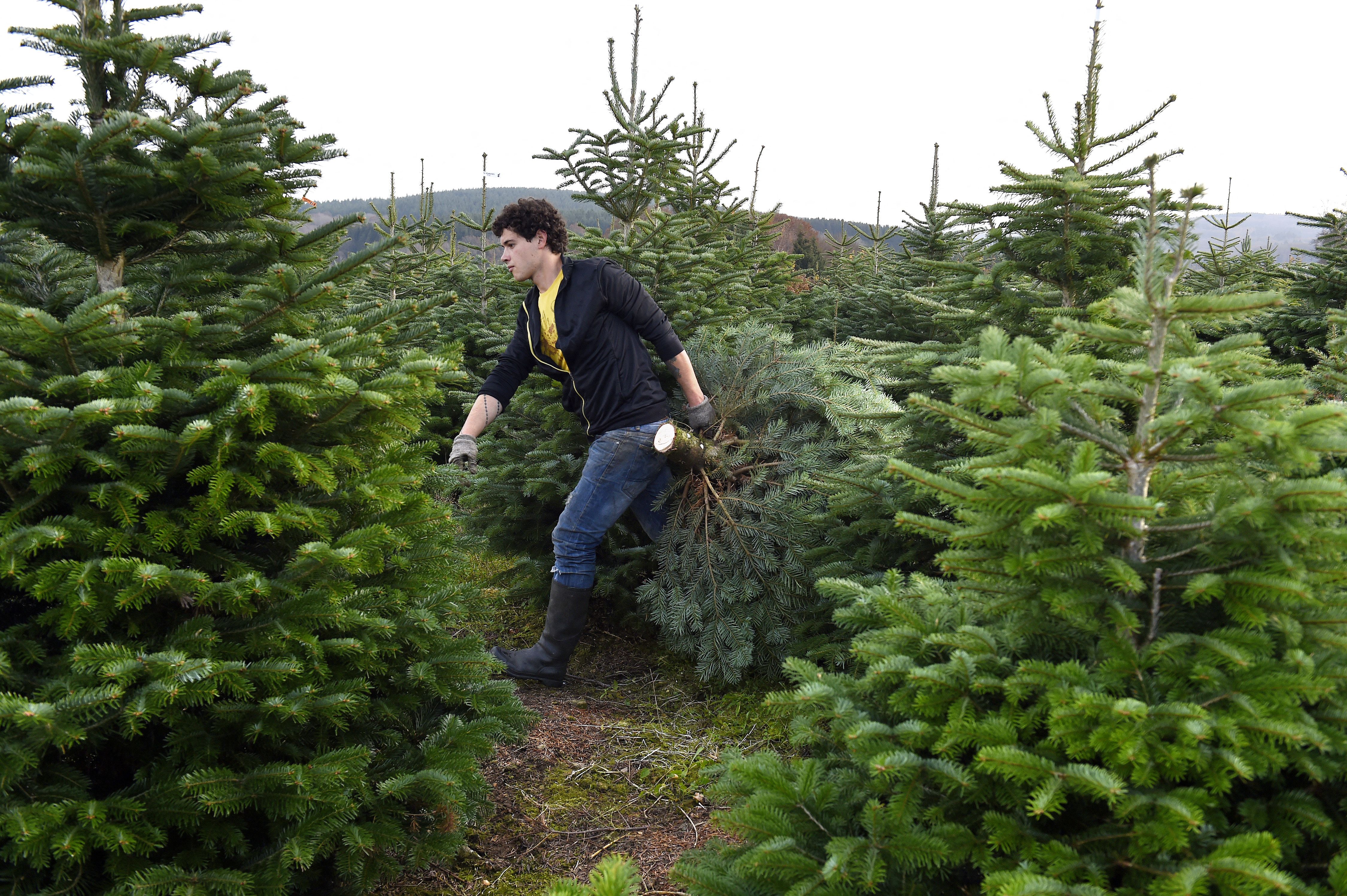 Sapins de Noël du Morvan : vers une IGP pour 2025 pour protéger les producteurs locaux