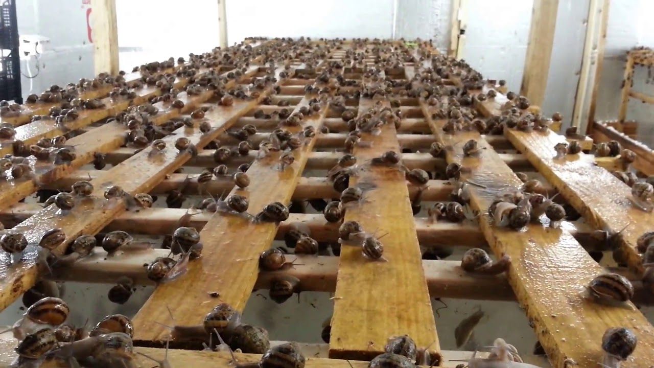 L'élevage d'escargots géants en Côte d'Ivoire : une filière en plein essor