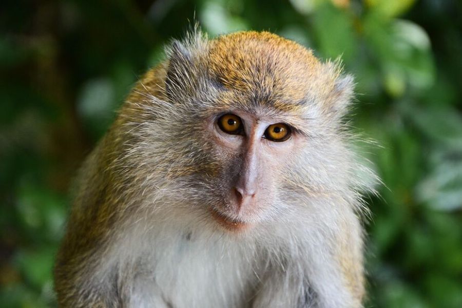 Un singe crée une panne de courant.