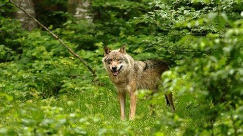 Un deuxième loup "en situation d'attaque" a été abattu dans le Doubs, dans le cadre d'opérations de défense de troupeau.