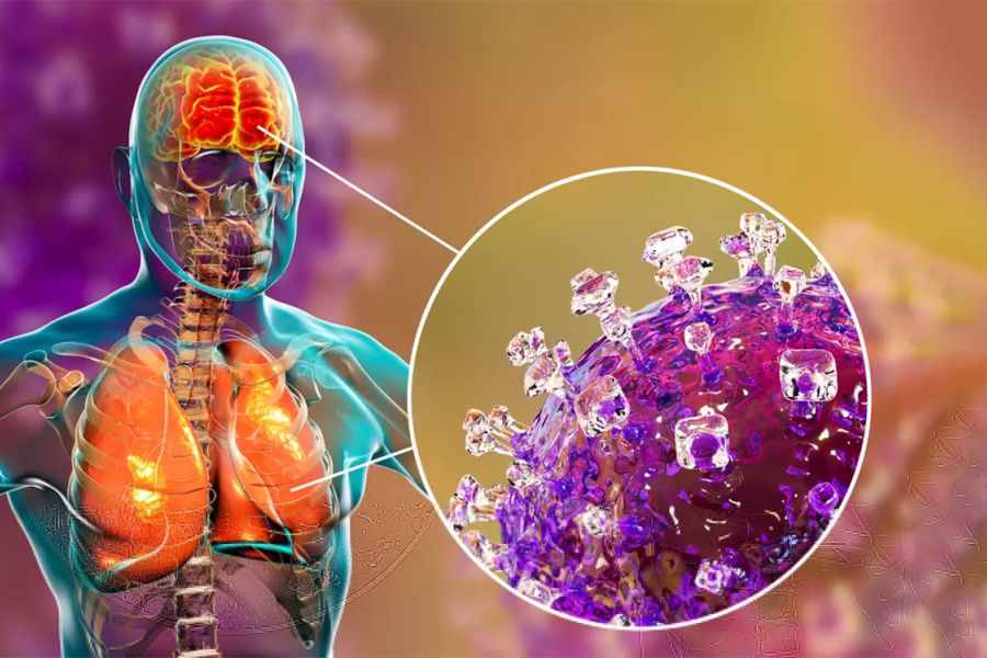 L'Ombre du Virus Nipah : L'OMS face au spectre d'une nouvelle pandémie mondiale en 2026