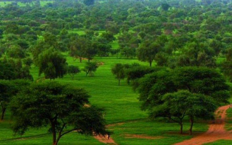 OMONDO ENVIRONNEMENT - Afrique : la Grande Muraille Verte, un projet titanesque pour lutter contre la désertification