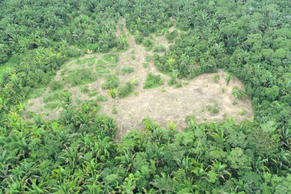 Amazonie 2026 : Le Plan du Brésil pour transformer la Forêt en Puissance Bio-Tech