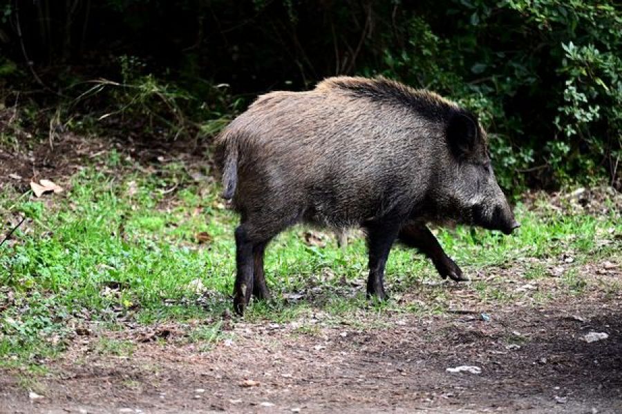 Marseille part en guerre contre les sangliers : une battue prévue aux portes des calanques