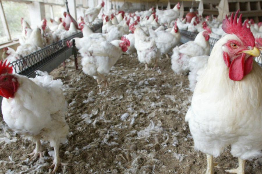 Premier cas grave de grippe aviaire chez l'Homme aux États-Unis - L'État d'urgence décrété en Californie