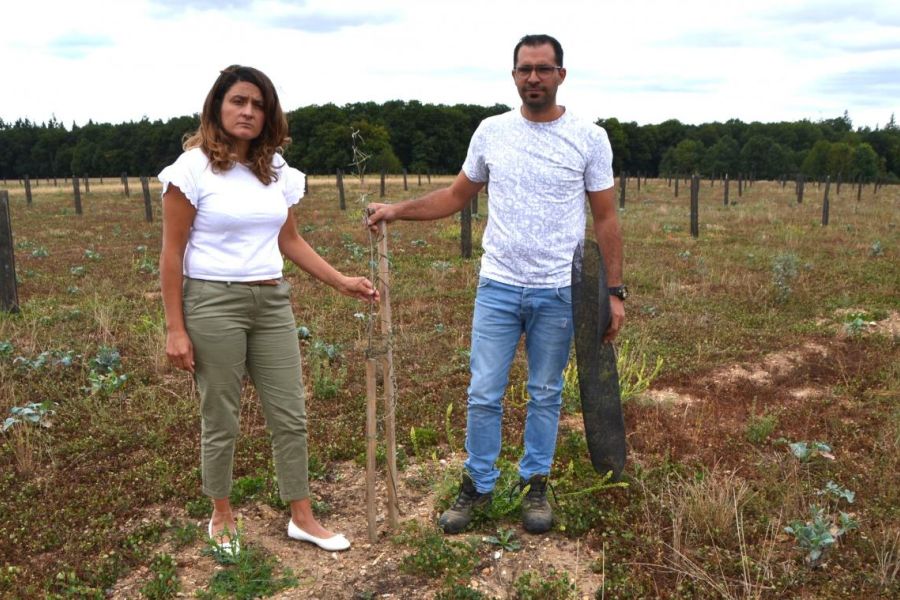 Vandalisme en Normandie – Une parcelle de 700 oliviers détruite, l’enquête s’intensifie
