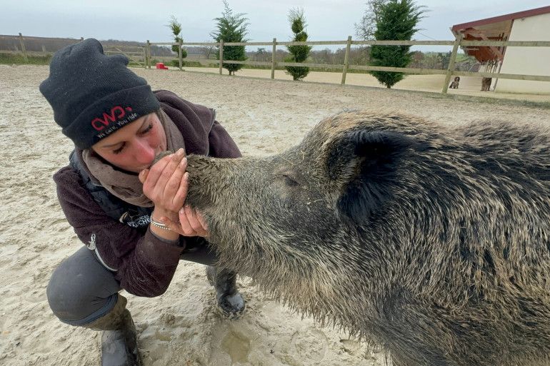 Rillette, le sanglier domestiqué, autorisé à rester chez sa propriétaire