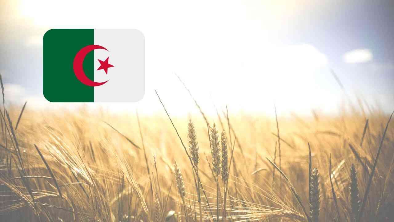 Omondo ECO & Tech - Dossier spécial ALGÉRIE : La force d'une économie en pleine gestation