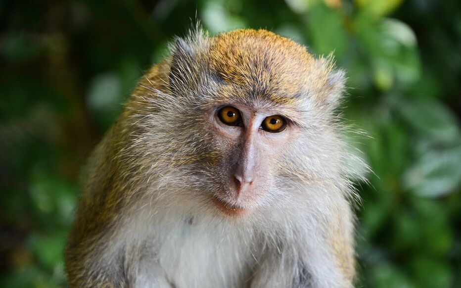 Un singe crée une panne de courant.