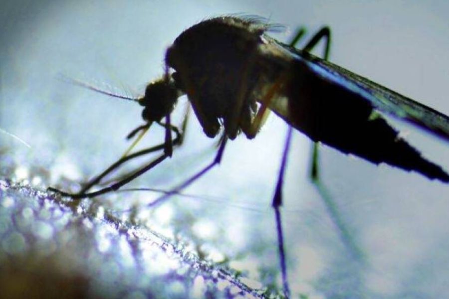 Chikungunya en Provence : 23 cas autochtones détectés, risque d’épidémie sous surveillance