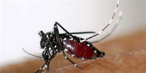 Le Brésil décrète l'état d'urgence contre la dengue à Sao Paulo