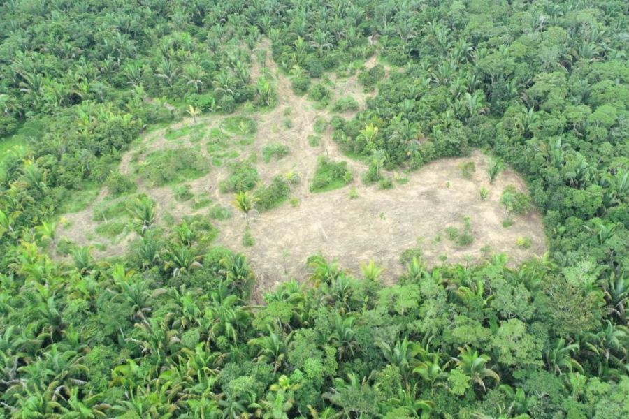 Amazonie 2026 : Le Plan du Brésil pour transformer la Forêt en Puissance Bio-Tech