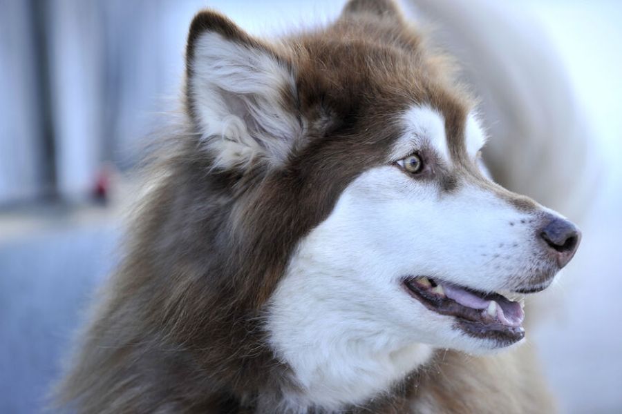 Belgique : un enfant de 7 ans tué après avoir été agressé par cinq chiens