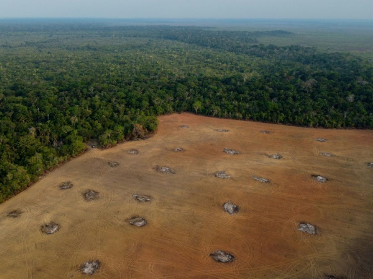 Amazonie : Les chiffres de la déforestation en baisse de 25% sous l'administration Lula : analyse des données satellites de l'INPE