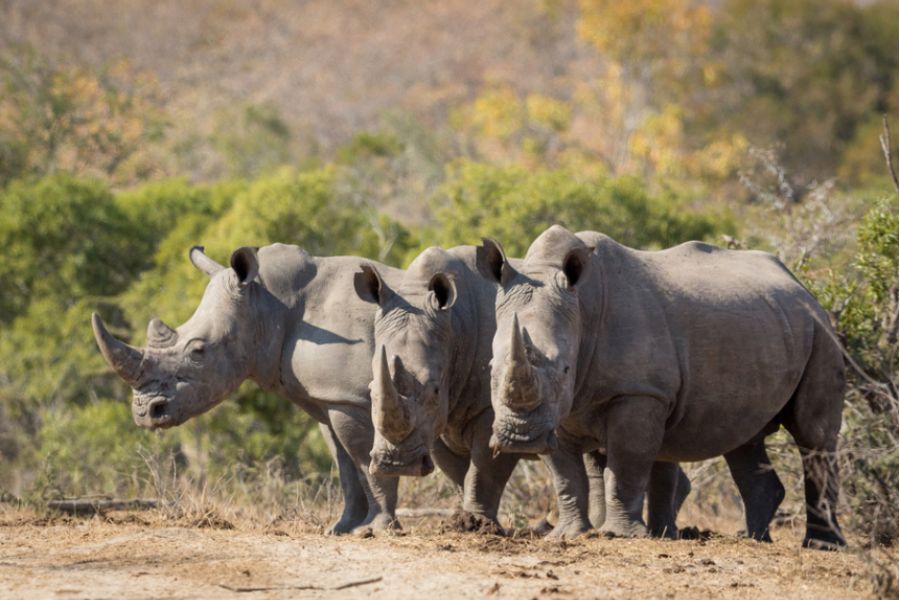 70 rhinocéros blancs transférés en Afrique : biodiversité et enjeux de conservation