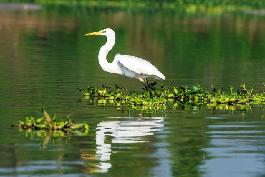 Journée des zones humides 2025 : enjeux de préservation et biodiversité