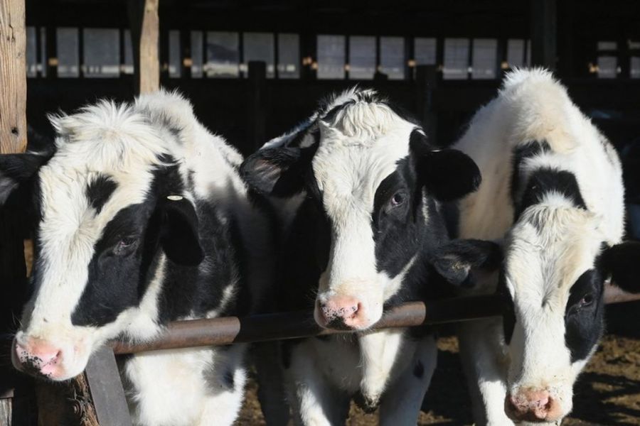 États-Unis : des vaches laitières contaminées par une deuxième forme de la grippe aviaire