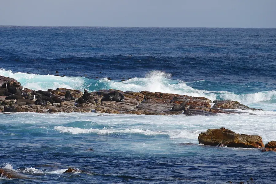 Le Traité de la Haute Mer (BBNJ) : Les Défis de Ratification et d'Application d'un Cadre Juridique Historique pour la Protection des Océans