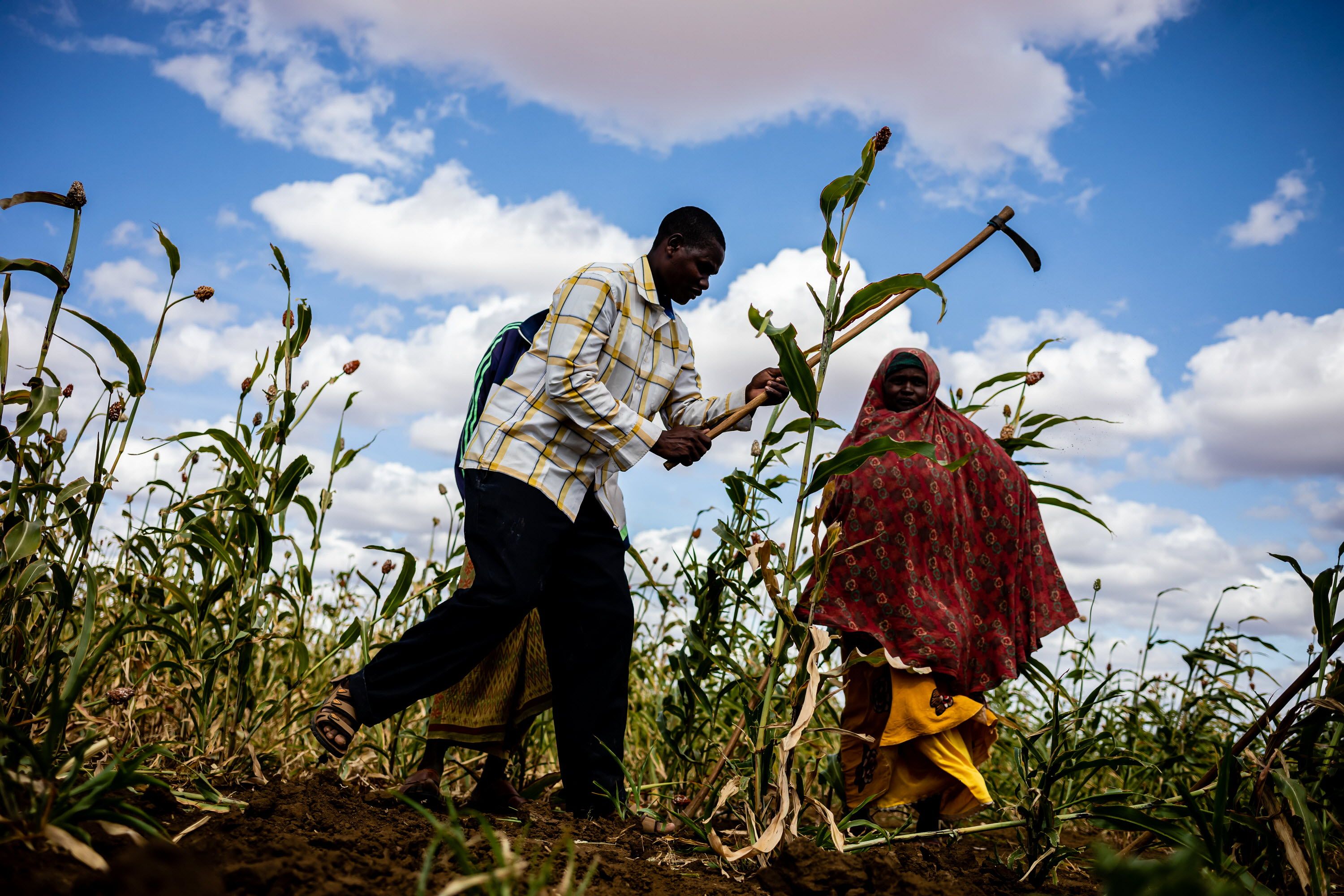 Le Phénomène El Niño face à la Crise Climatique : Évaluation des Impacts sur les Rendements Agricoles et la Sécurité Alimentaire Mondiale