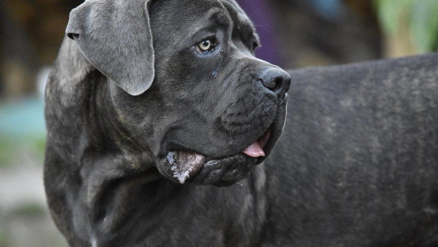 Près de Bordeaux : Deux molosses blessent un gendarme et tuent un petit chien : La dangerosité des chiens et la sécurité publique en question