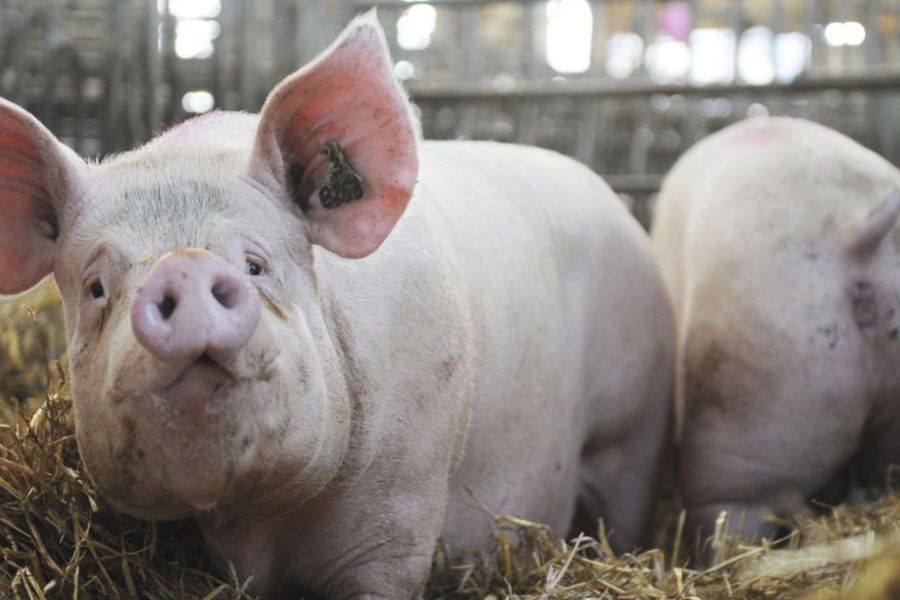 Omondo Société - Scandale dans l'élevage porcin : une enquête ouverte pour maltraitance animale