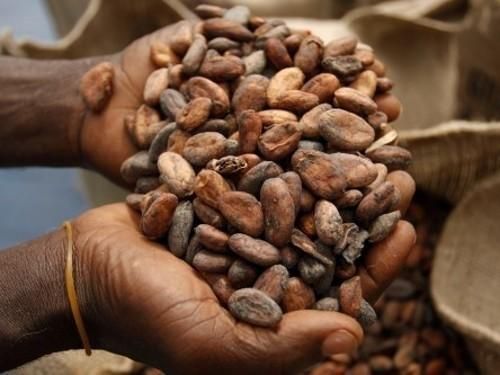 Le Cameroun S'Épanouit : Investissement Massif de 2,2 Millions de Dollars du Japon dans les Filières Café et Cacao