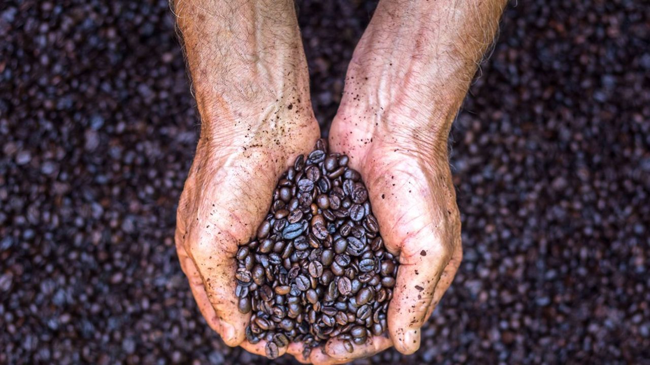 Crise des matières premières : Pourquoi le prix du café et du poivre explose en Europe