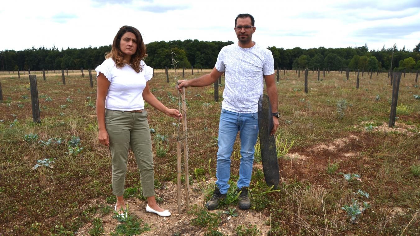 Vandalisme en Normandie – Une parcelle de 700 oliviers détruite, l’enquête s’intensifie