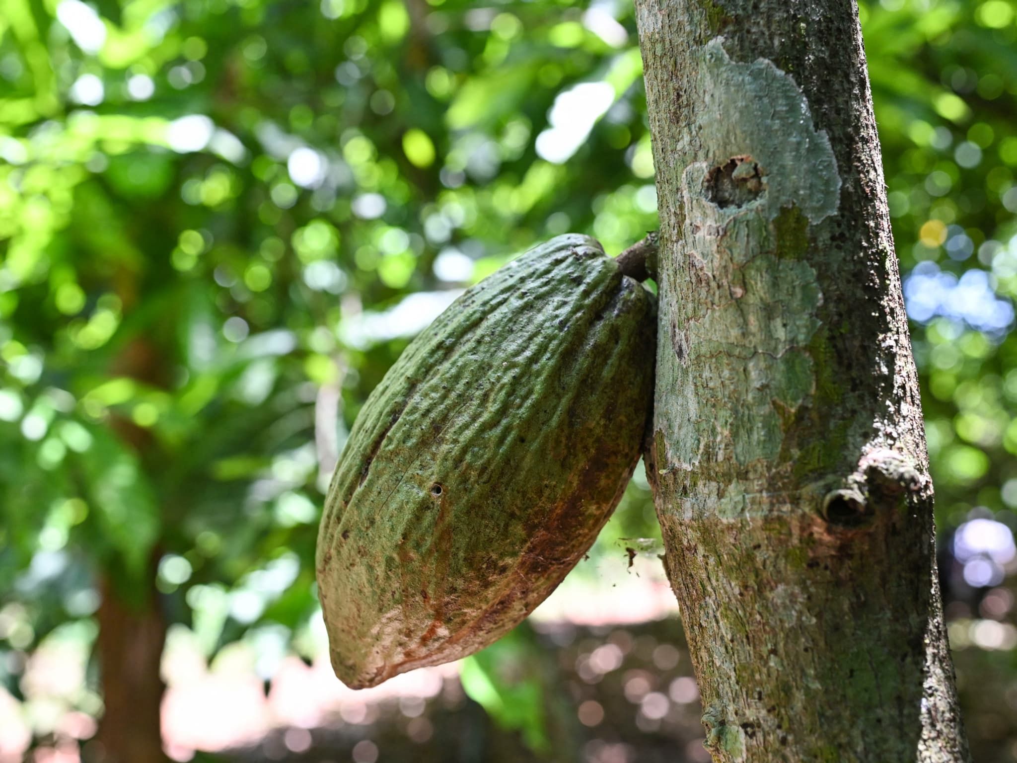 Côte d’Ivoire, hausse record du prix du cacao face à l’inflation galopante
