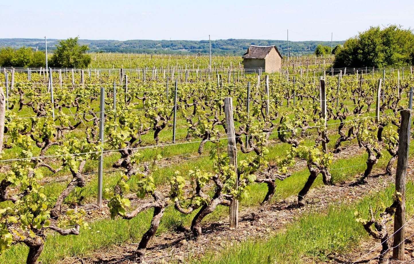 Les riverains des vignobles français inquiets d’une exposition accrue aux pesticides pendant les vendanges estivales