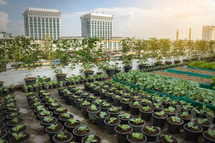 Agriculture urbaine : les villes européennes misent sur l’alimentation locale