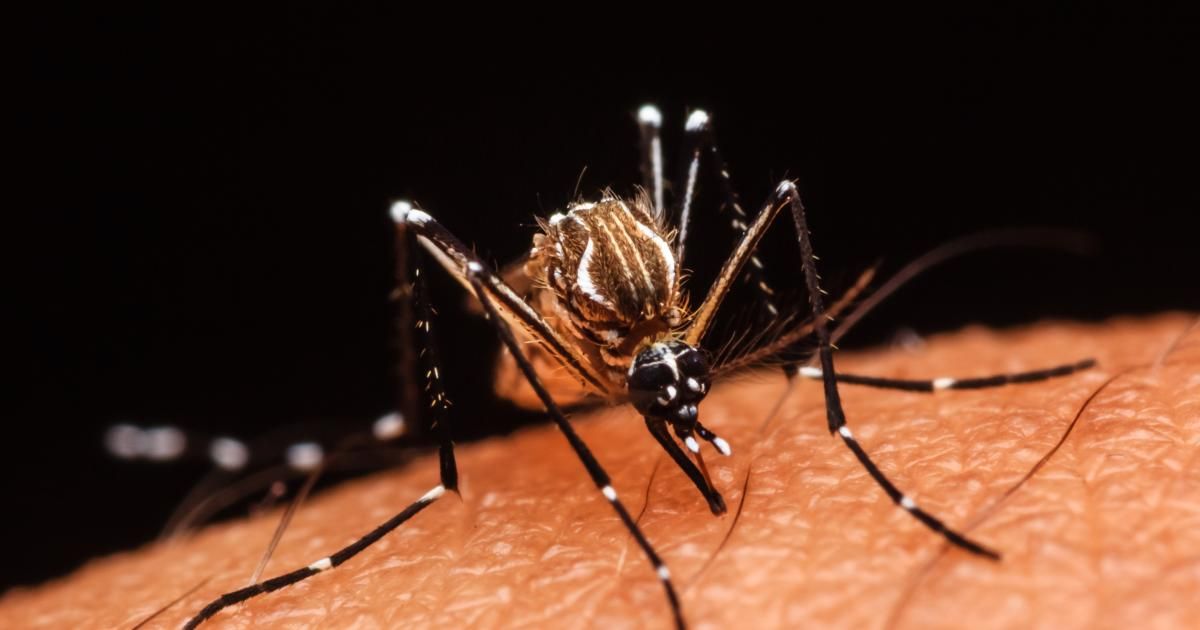 Chikungunya à La Réunion, l’épidémie montre des signes de baisse, gestion sanitaire sous surveillance