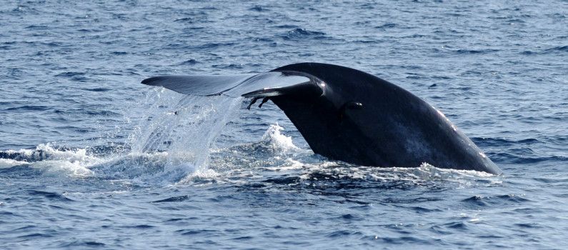 Un kayakiste chilien avalé puis recraché par une baleine : quand la nature nous surprend