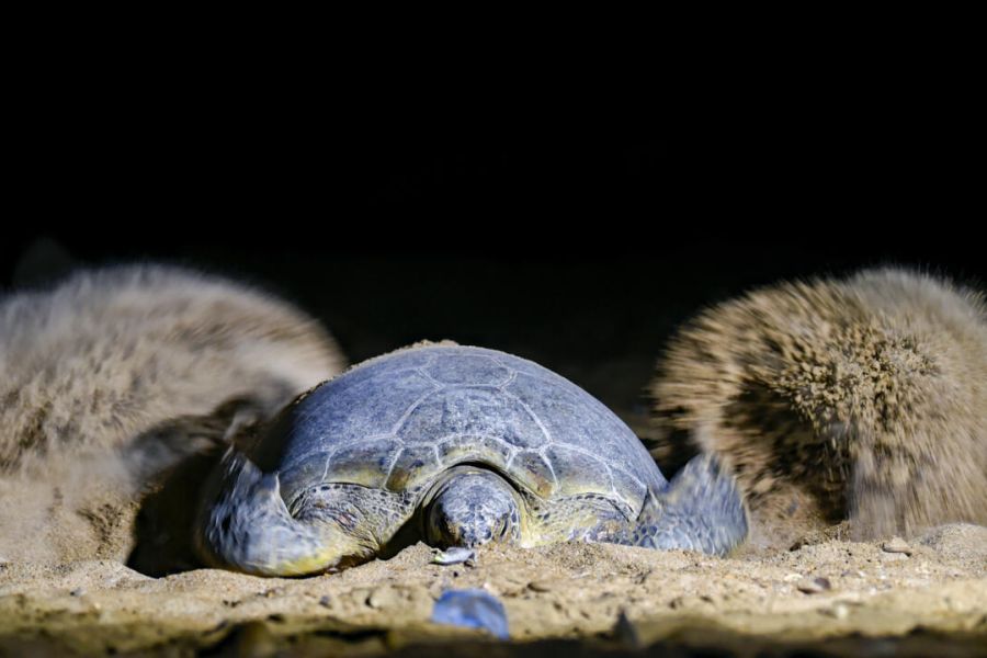 Mayotte : un braconnier de tortues condamné à quatre ans de prison ferme